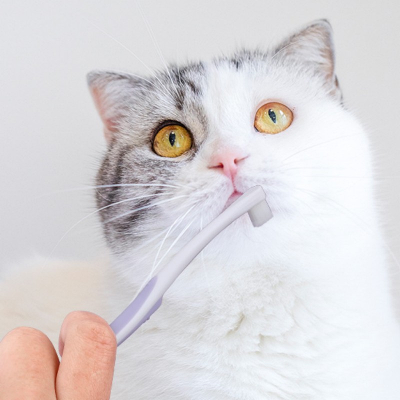 فرشاة أسنان الكلب تنظيف أسنان  - مراجعة Teeth Whitening Brush وسعره